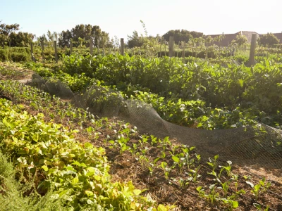 Fresh Produce Being Grown On Community Allotment