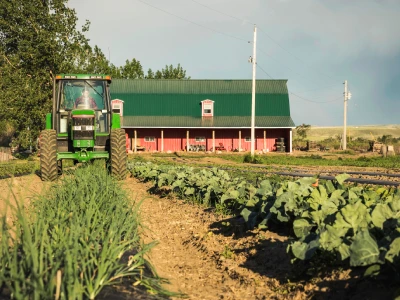 Tractor harvesting rows of vegetables on farm