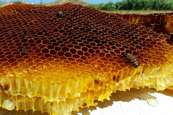 Bees on honeycomb in Vioma Farm, Mykonos