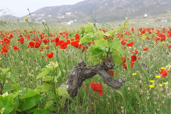 Field of red tulips in Vioma Farm, Mykonos