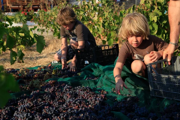 Kids collecting grapes in Vioma Farm in Mykonos