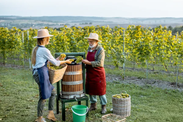 Senior man with young woman pressing grapes for wine production