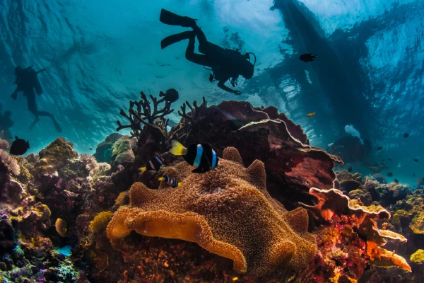 Underwater reefs while people scuba dive